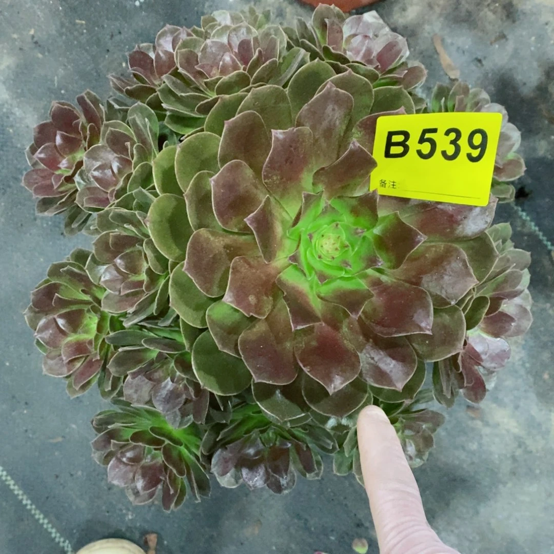 红陶20CM以下539赤焰莲3