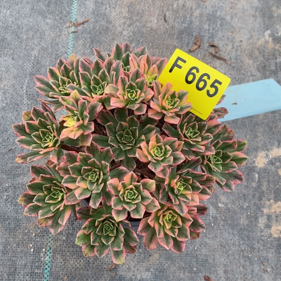 红陶20CM以下665甜茶小颗4