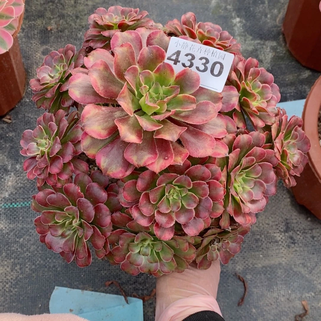 红陶20CM以下4330糖果粉黛4