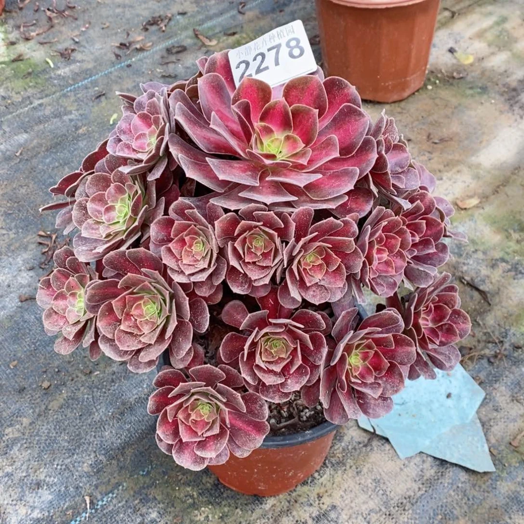 红陶20CM以下微****?2278华纳5