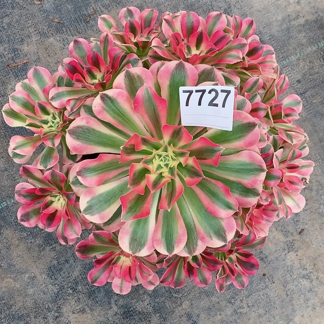 红陶7727女巫3多肉