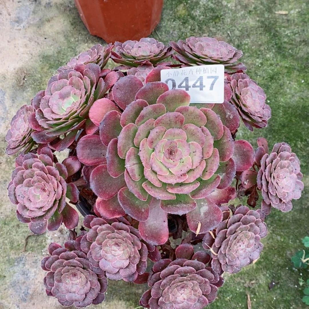 红陶20CM以下0447黑金5
