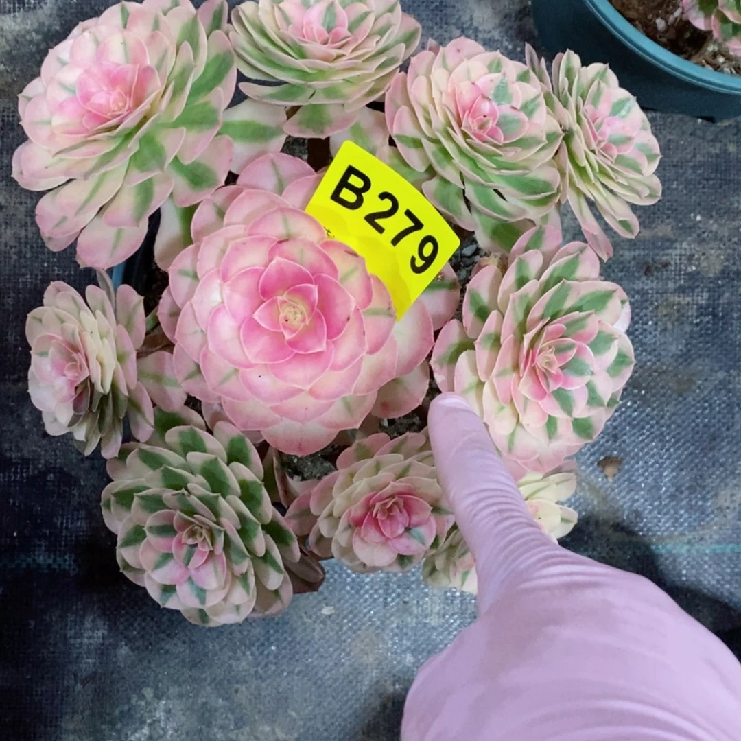 红陶20CM以下紫**雪279倾城4冠服18