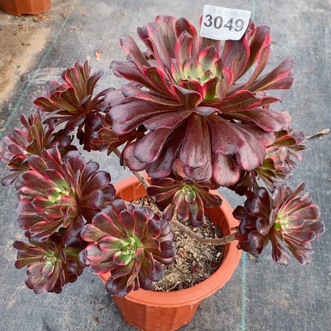 红陶20CM以下3049烟花4