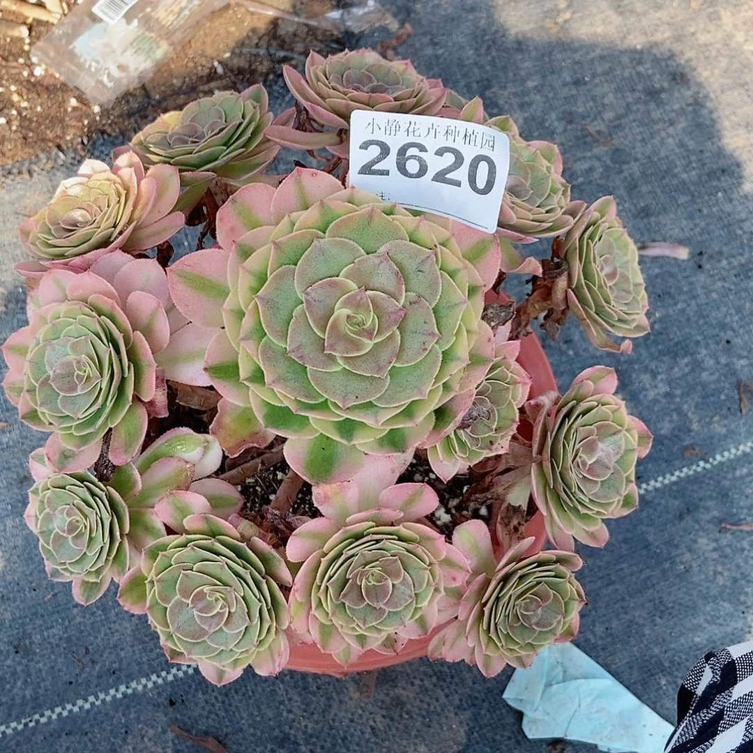 红陶20CM以下2620荔枝3