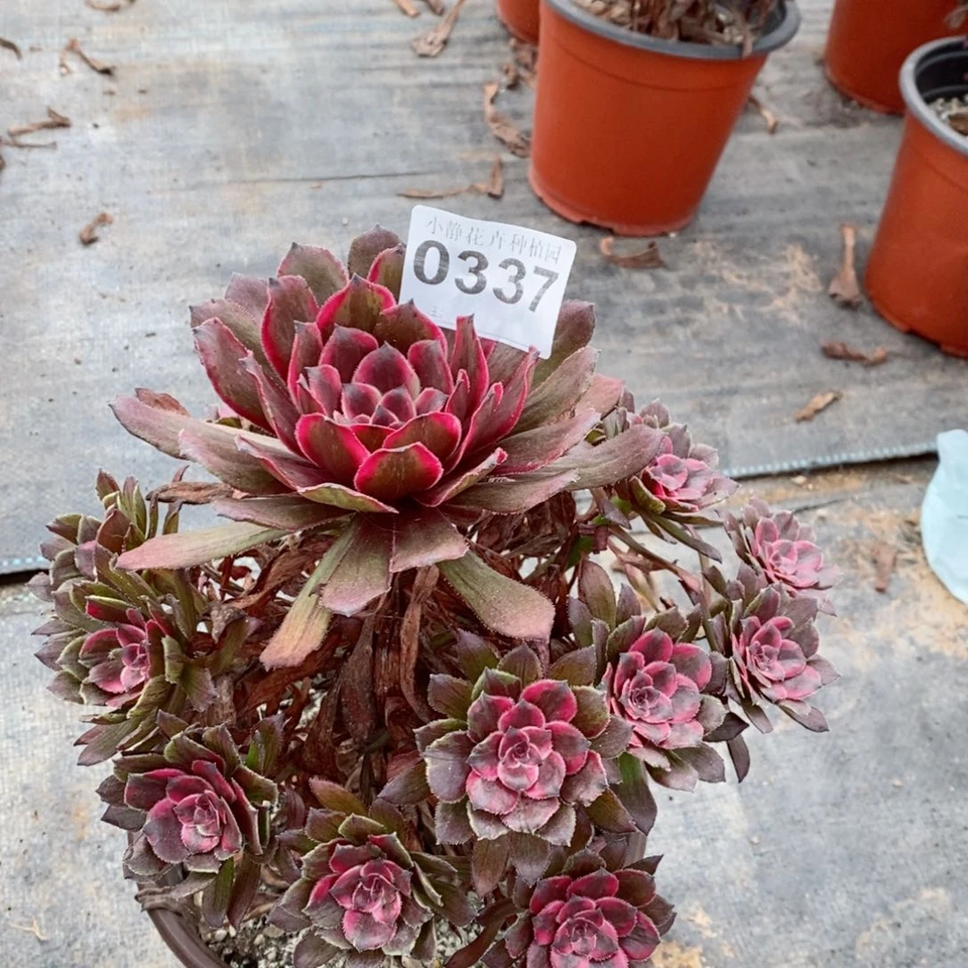 红陶20CM以下0337紫霞5
