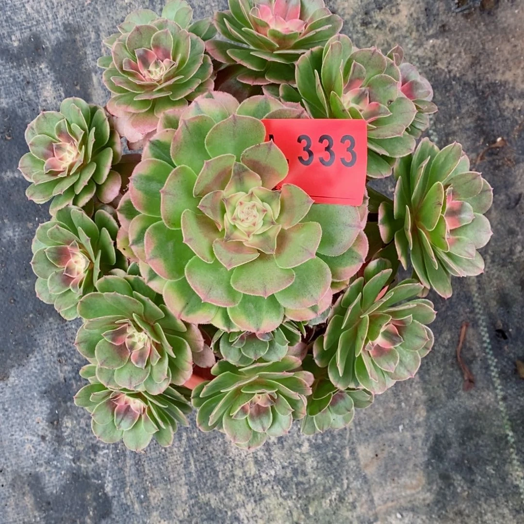 红陶20CM以下333荔枝3冠服20以上