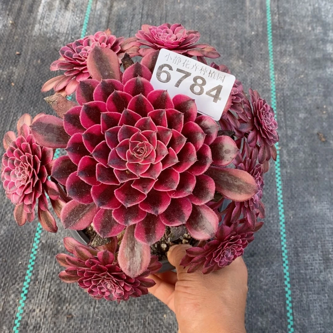 红陶20CM以下6784黑铜白6