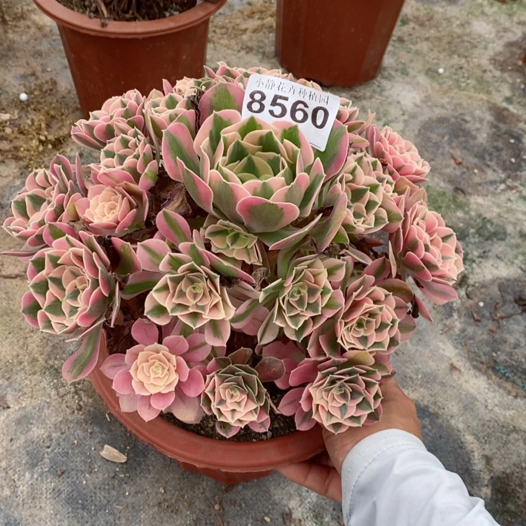 红陶20CM以下8560女巫4