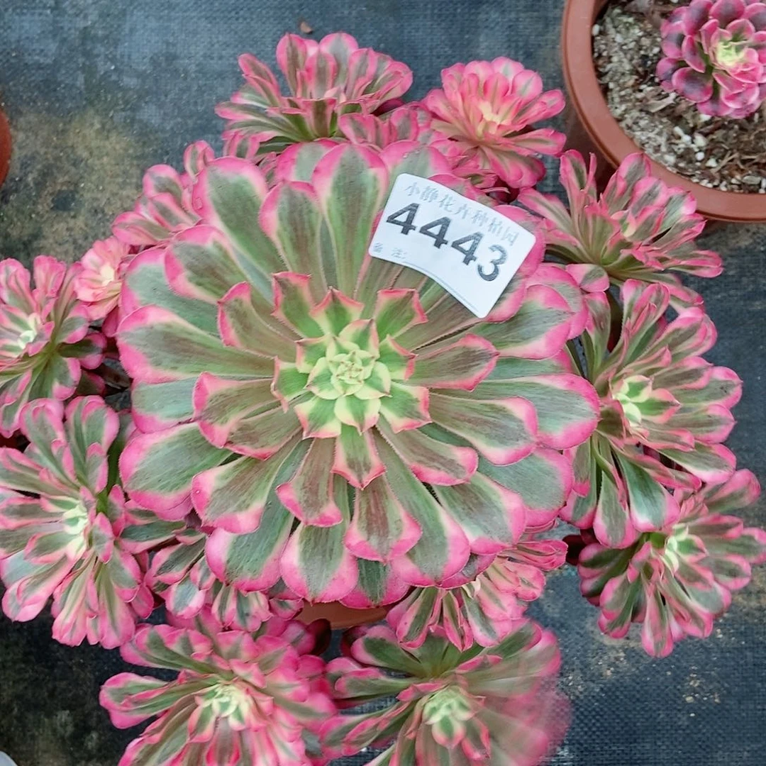 红陶20CM以下4443红铜白4