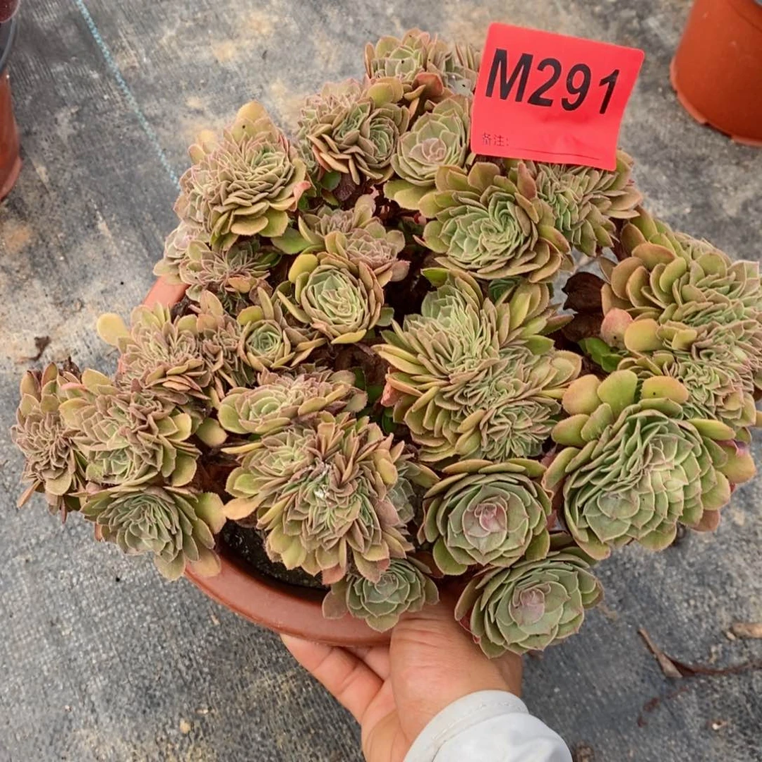 红陶20CM以下291万缀5