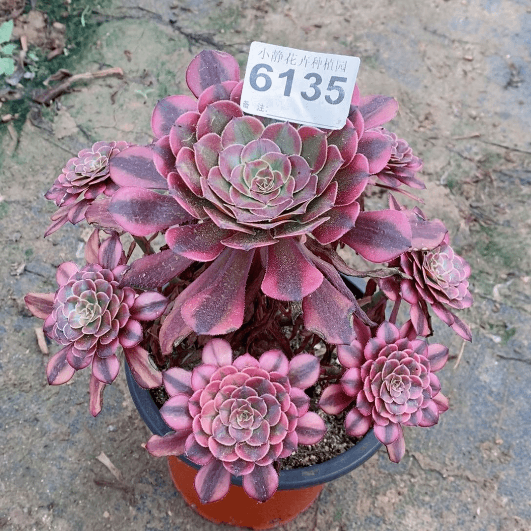 红陶20CM以下6135祝融5