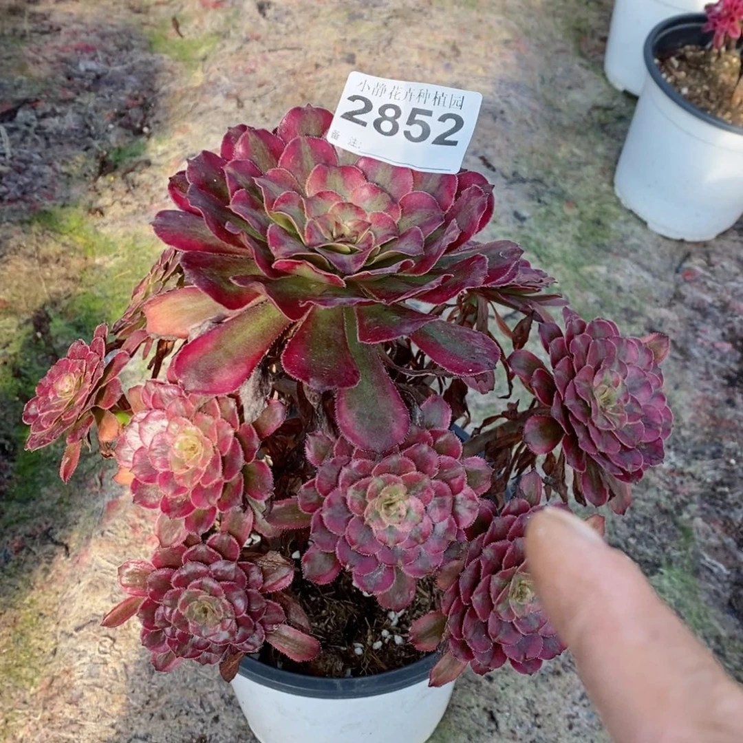 红陶20CM以下2852红腹轮6