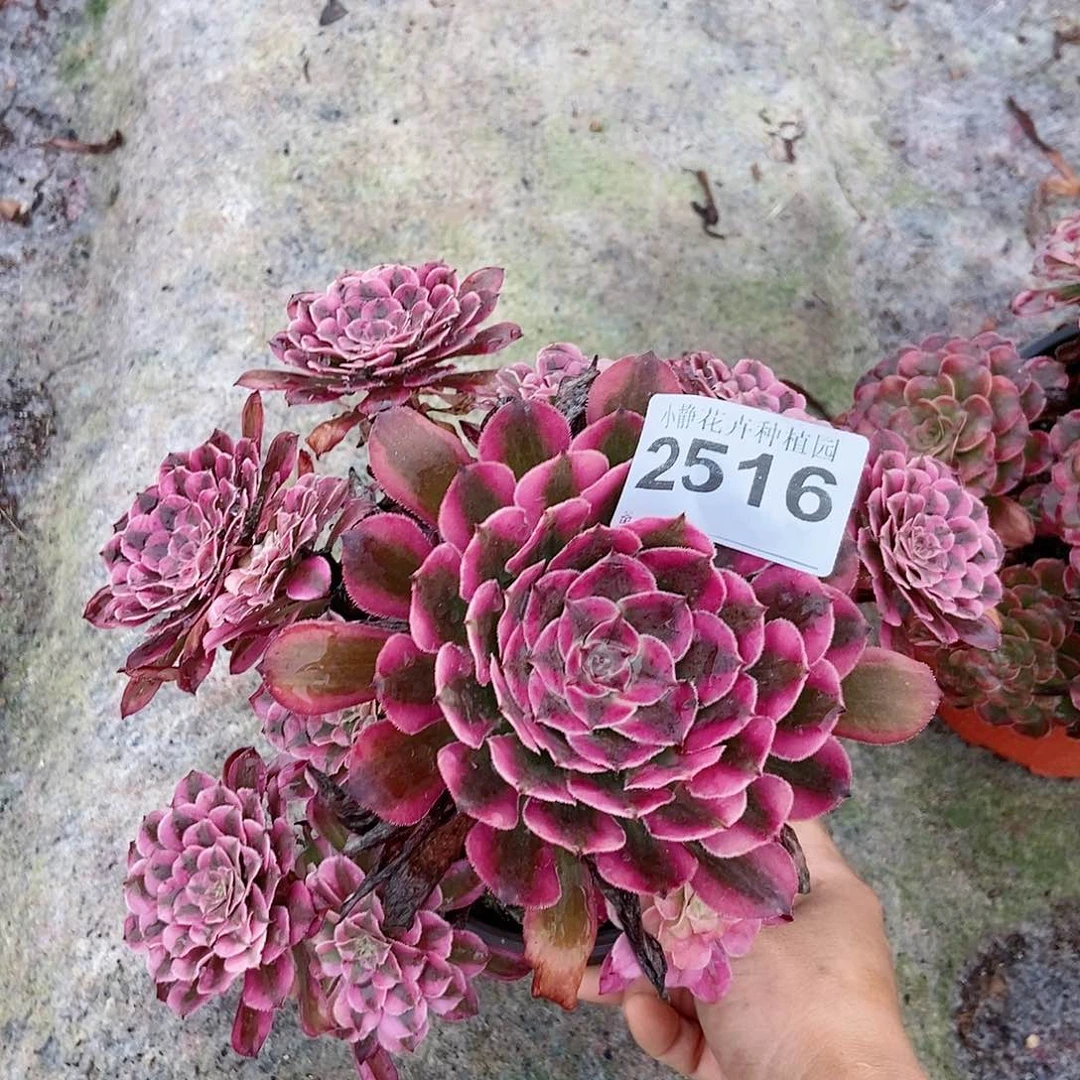 红陶20CM以下2516红铜白6