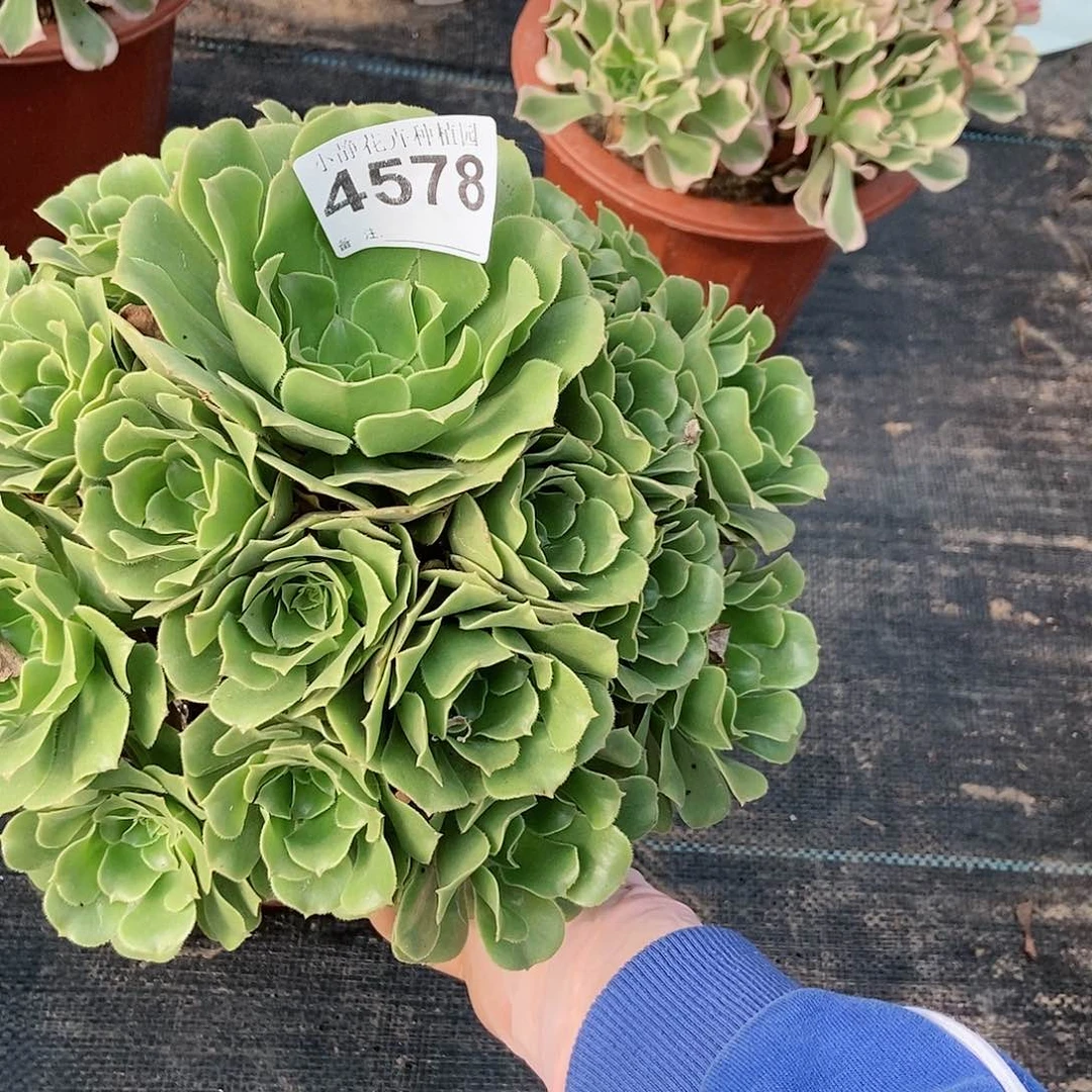 红陶20CM以下平***！4578绿羊绒5