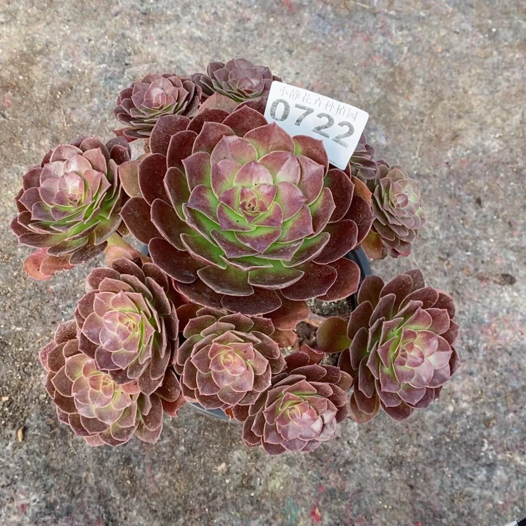 红陶20CM以下0722赤焰莲6