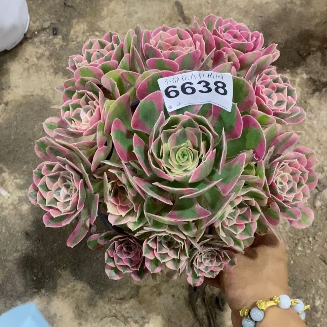 红陶20CM以下6638女巫6