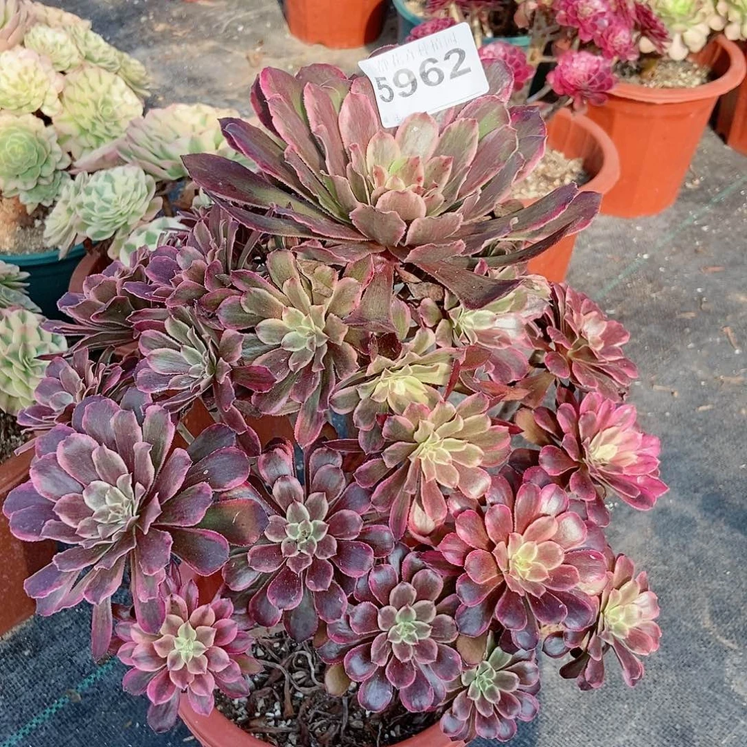 红陶20CM以下5962变异水墨4