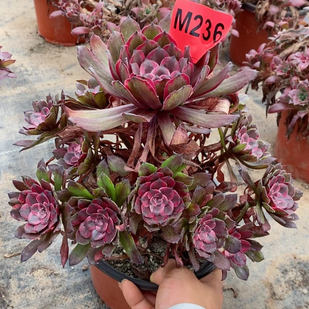 红陶20CM以下236紫霞5