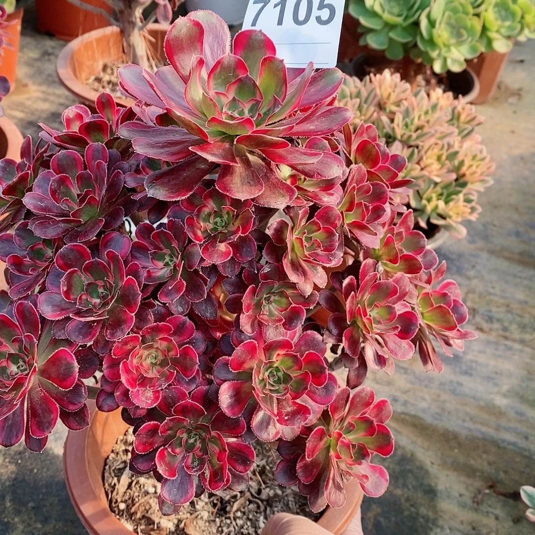 红陶一**光7105香奈儿5多肉