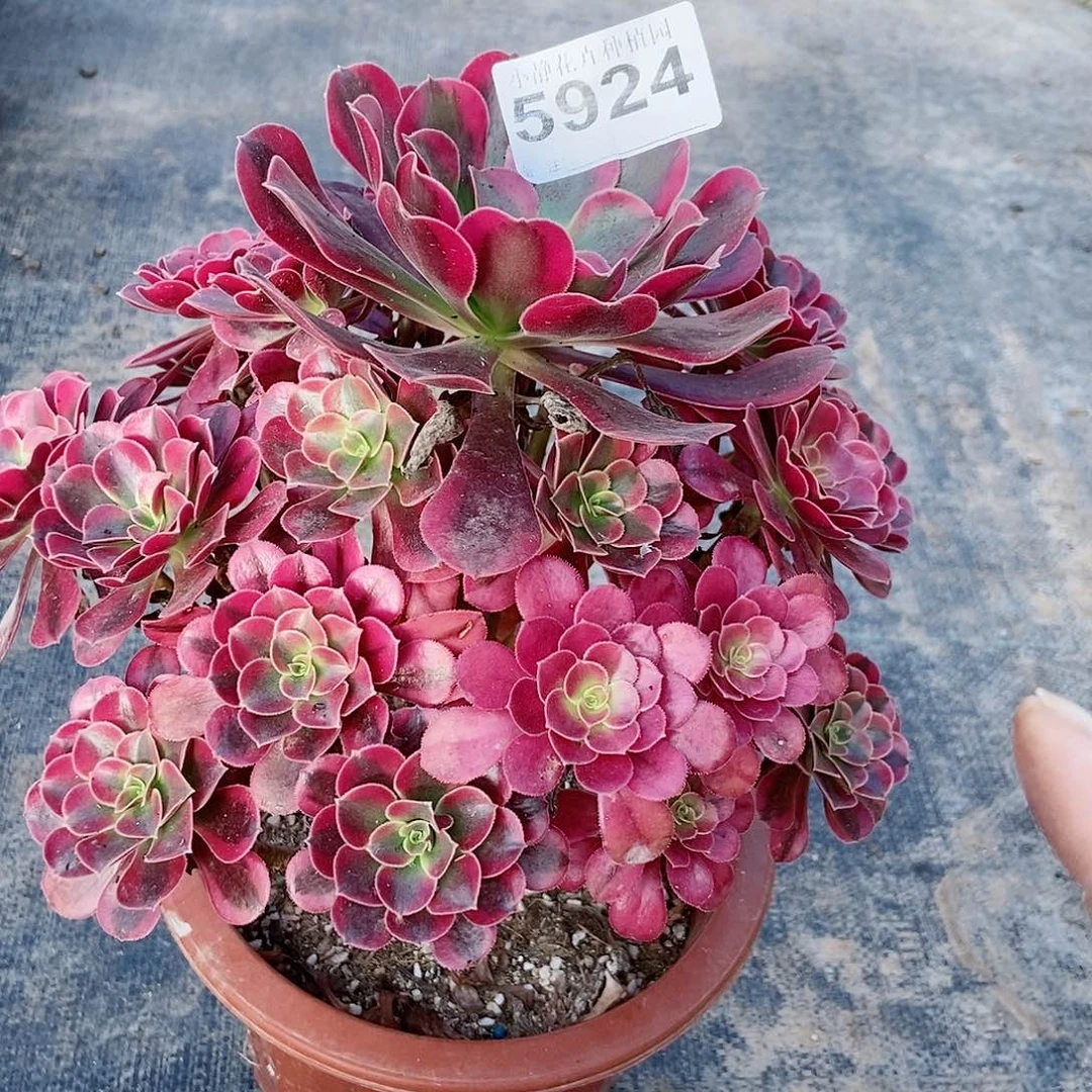 红陶20CM以下5924美杜莎3