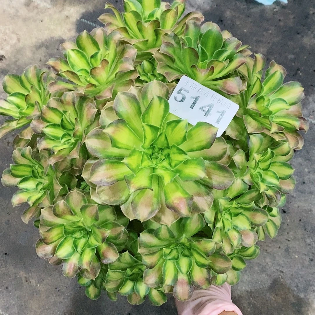 红陶5141韶华3多肉