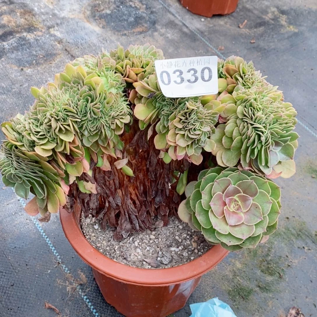红陶20CM以下0330万缀5