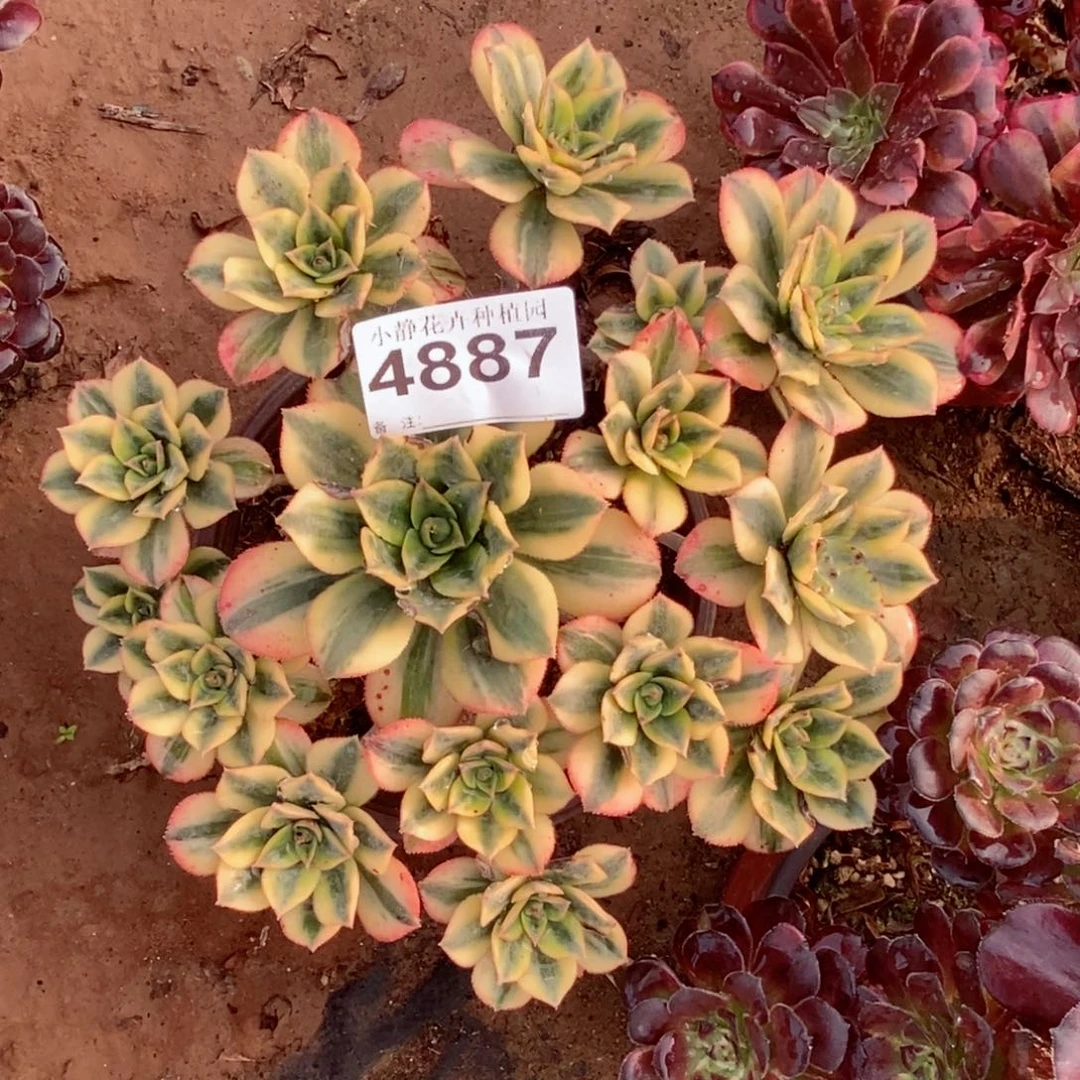 红陶20CM以下4887星爆5