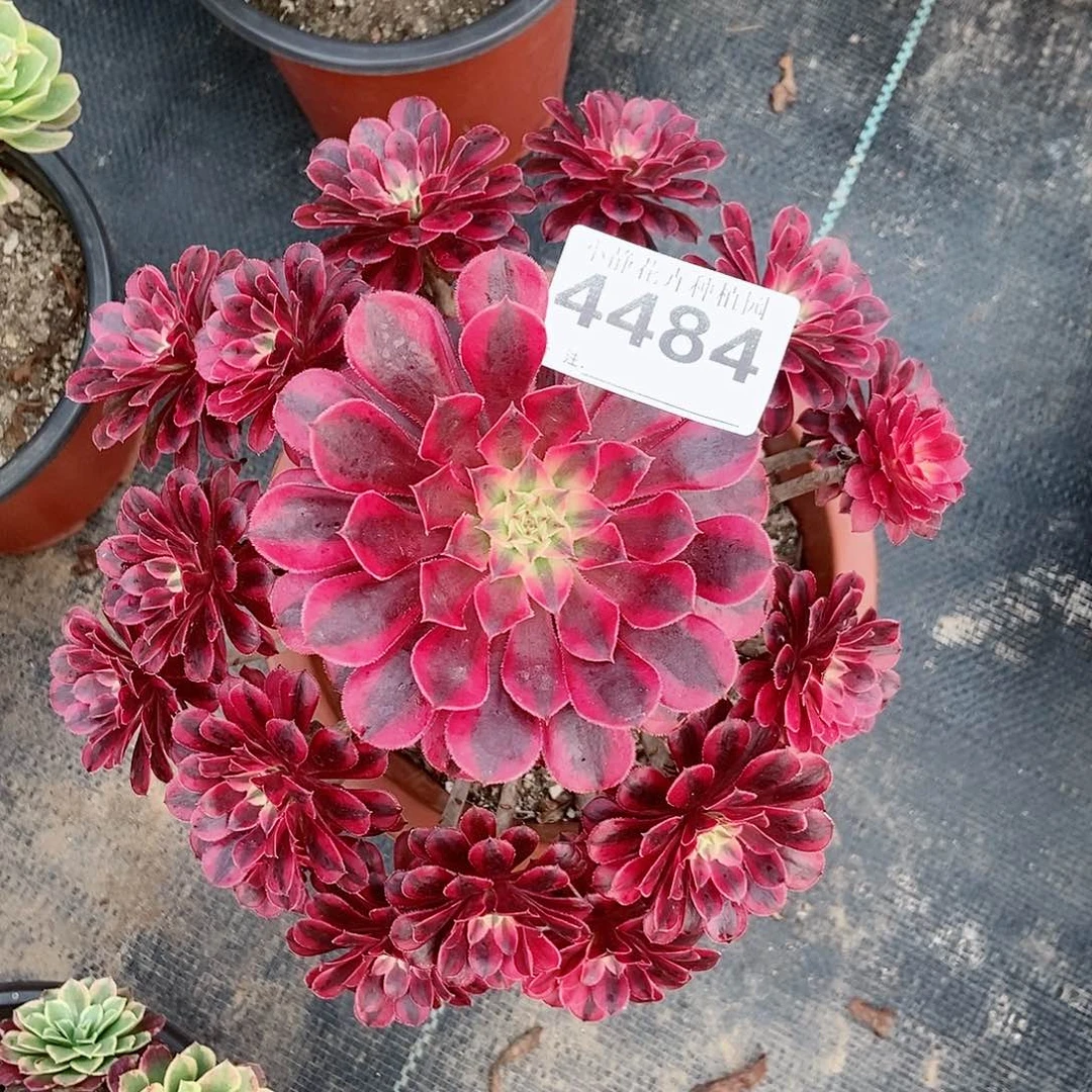 红陶20CM以下4484黑铜白3