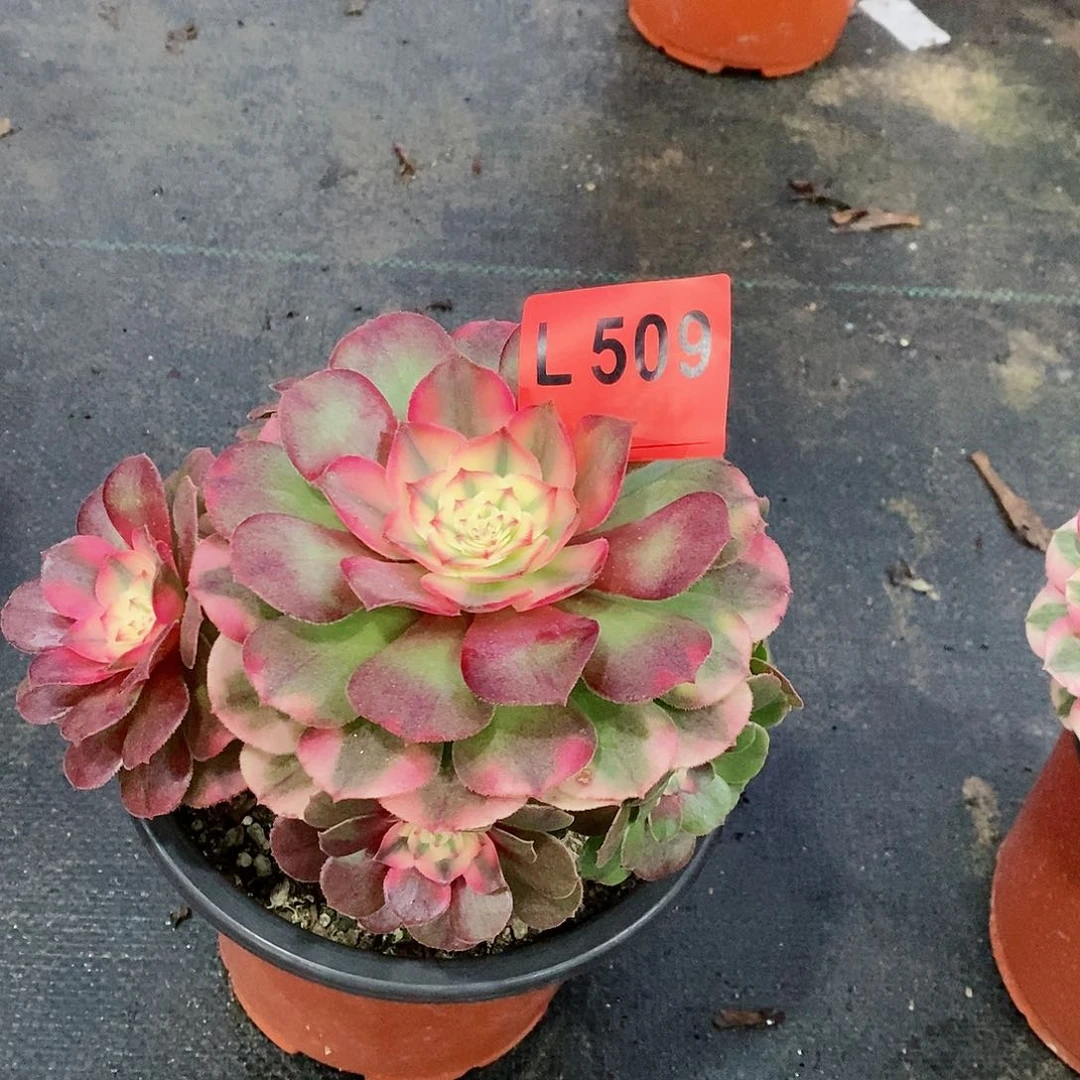 红陶20CM以下509荔枝3冠服14.5