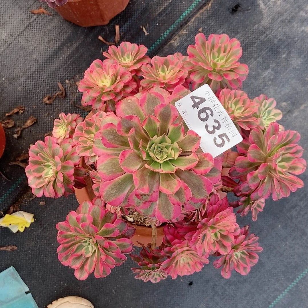 红陶20CM以下4635红铜白4精空