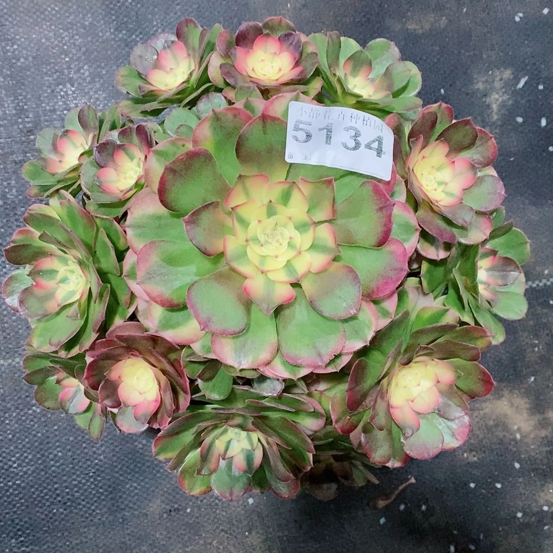 红陶5134荔枝3冠服20以上