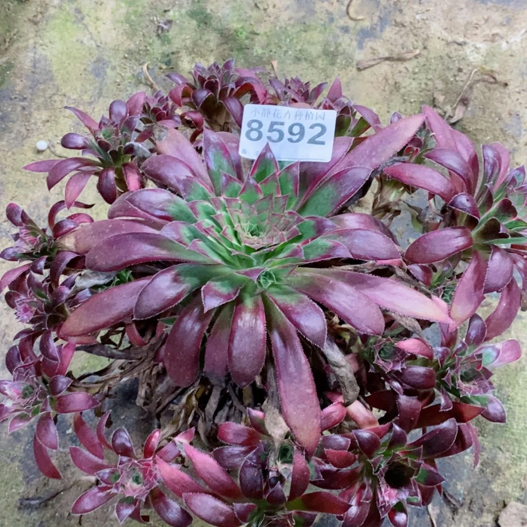 红陶20CM以下8592孔雀锦5