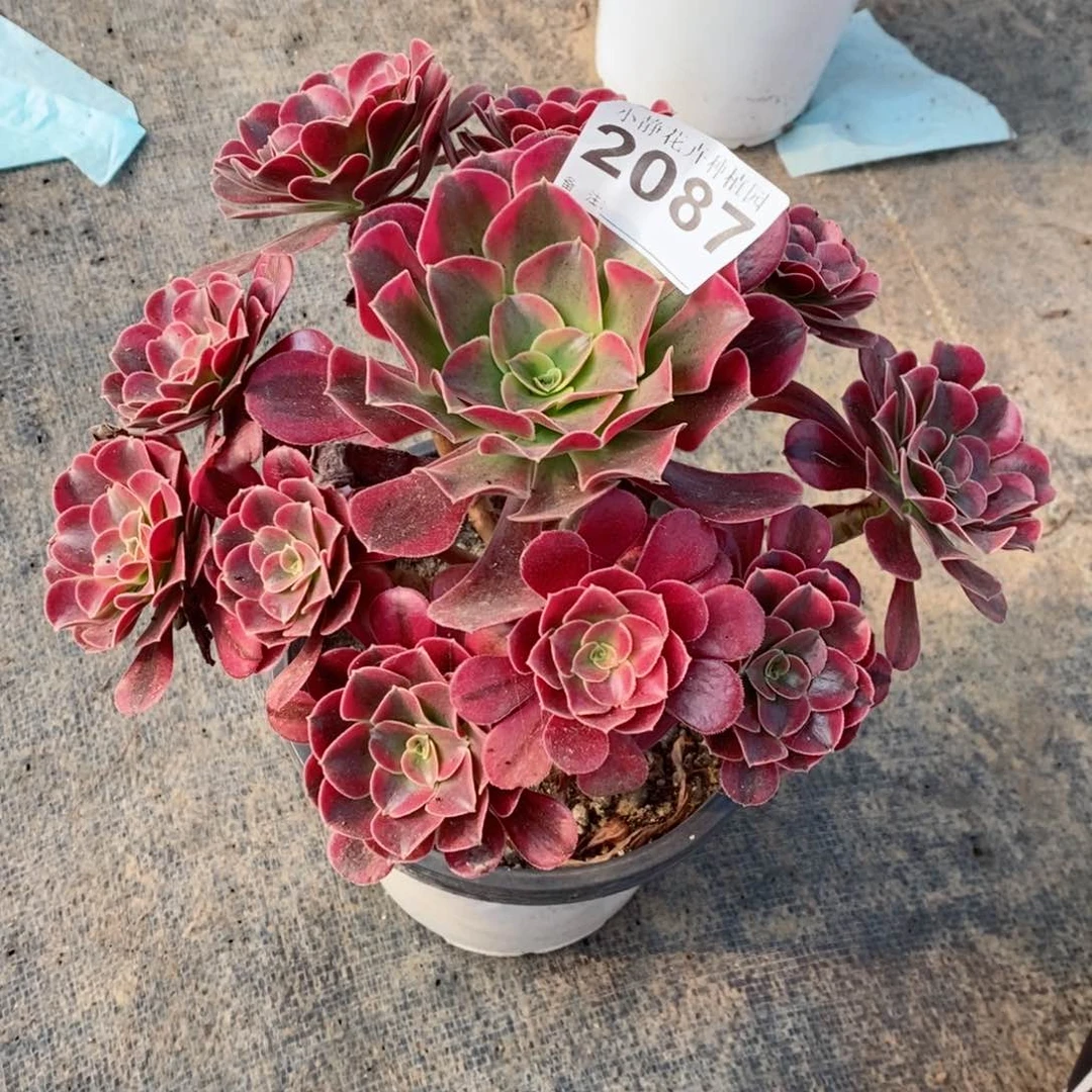 红陶20CM以下2087美杜莎3