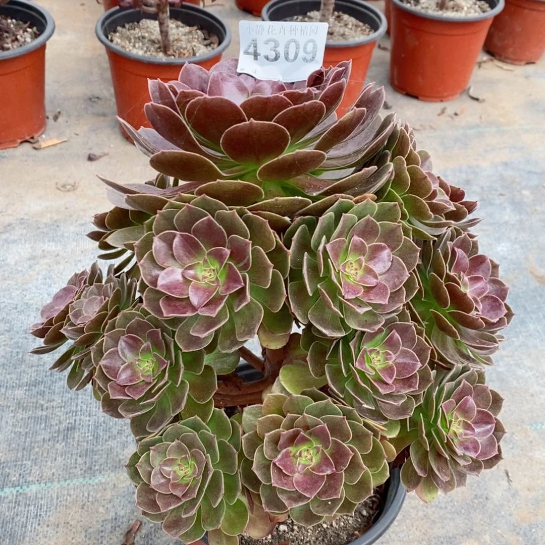 红陶20CM以下4309赤焰莲4