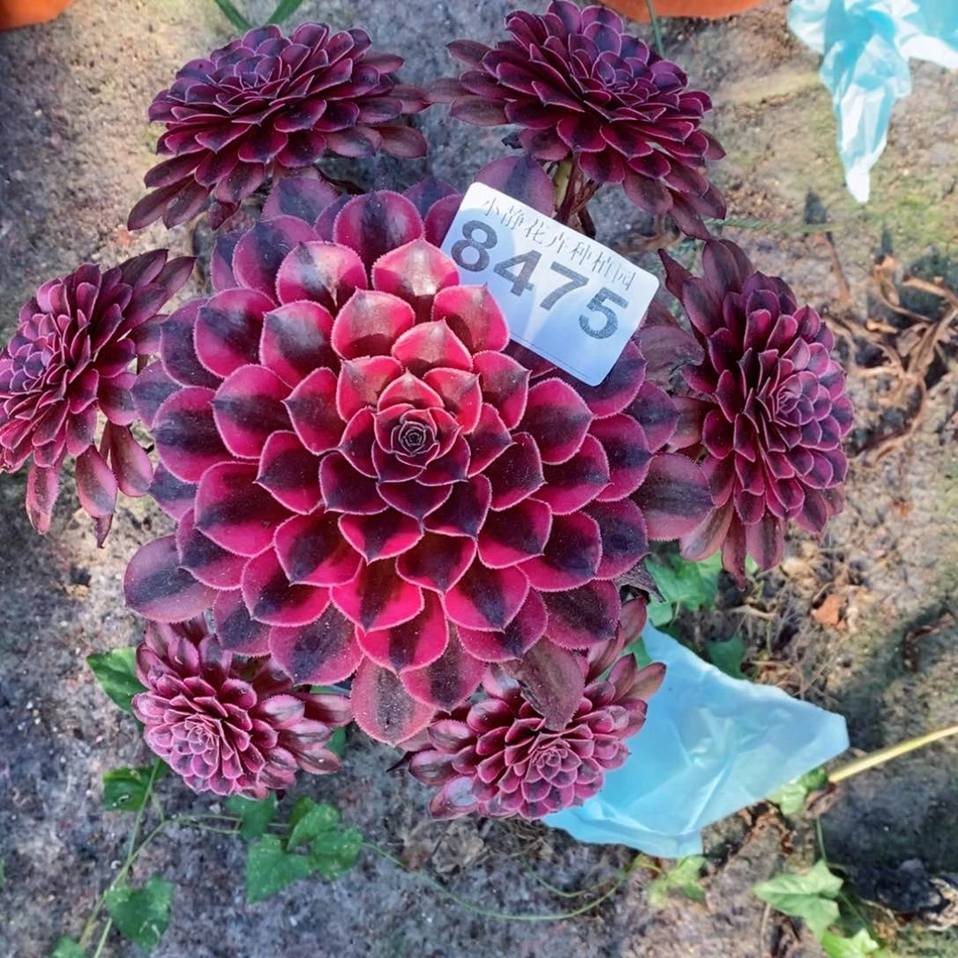 红陶20CM以下8475黑铜白6