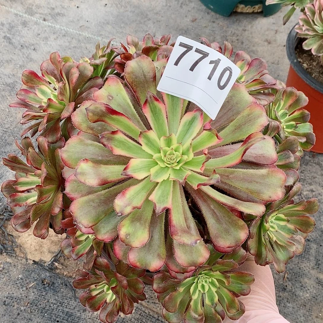 红陶7710红腹轮3多肉