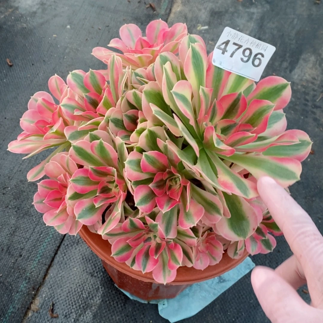 红陶20CM以下4796女巫4