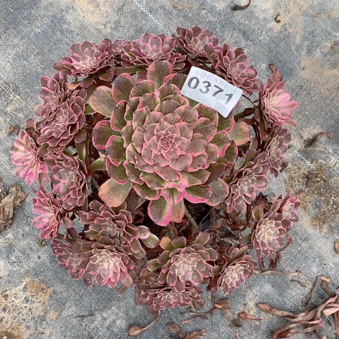 红陶20CM以下0371水墨阴阳5