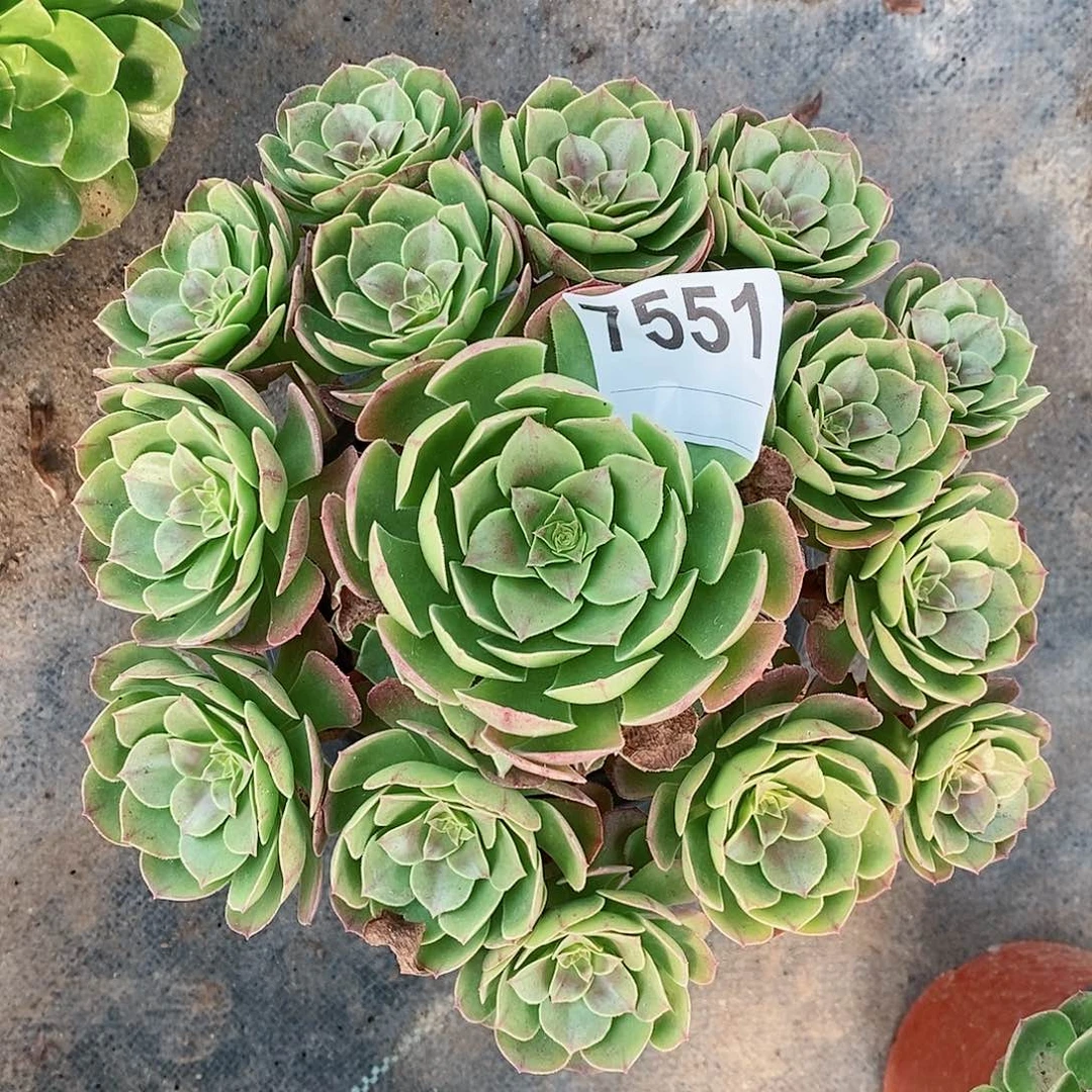 红陶7551万圣3多肉