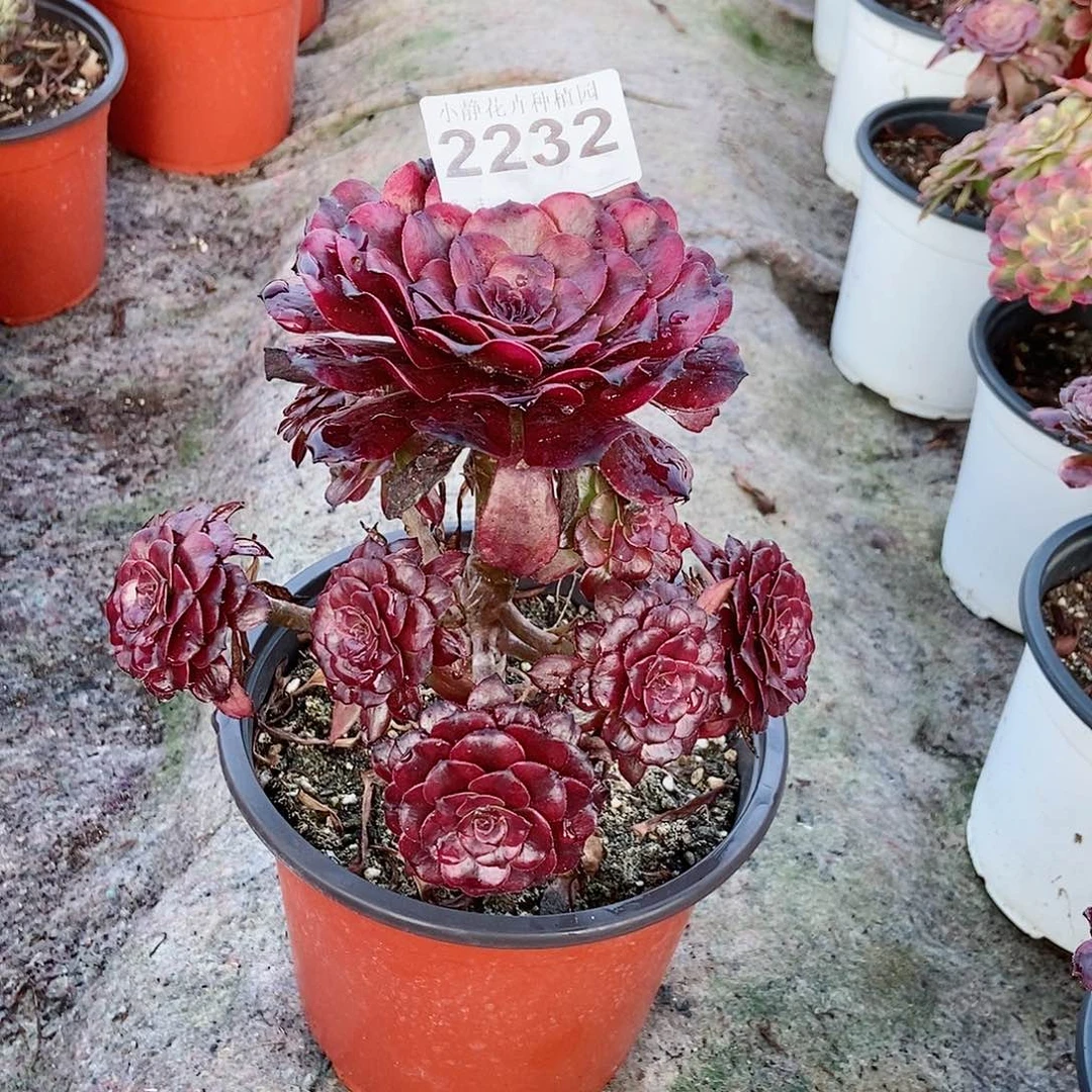 红陶20CM以下2232美肌6