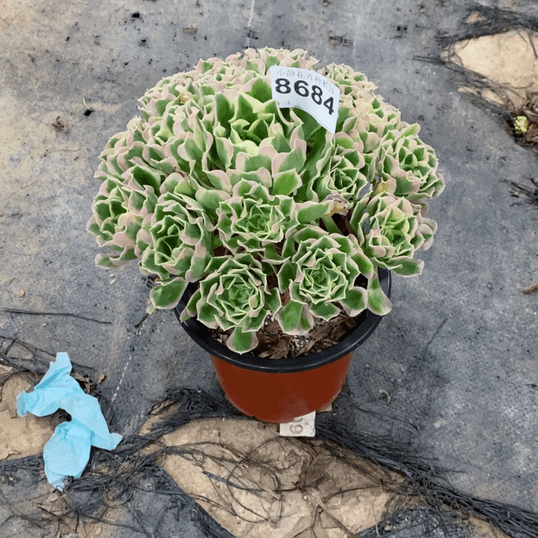 红陶20CM以下8684白风3