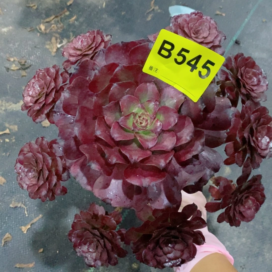 红陶20CM以下545美姬4