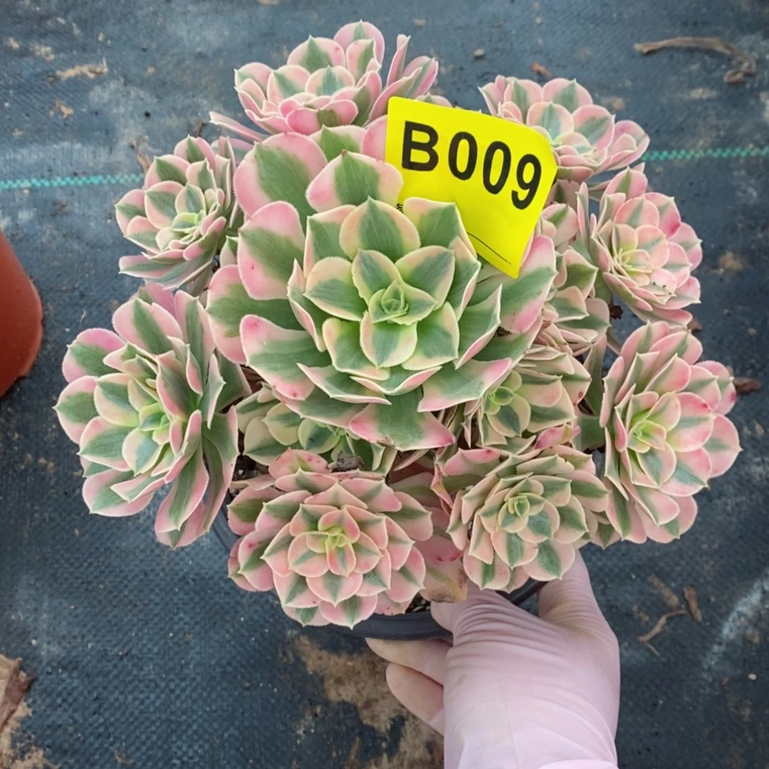 红陶20CM以下009女巫5小颗