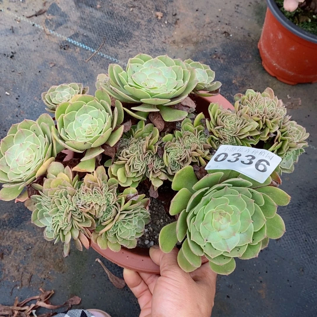 红陶20CM以下0336万缀5