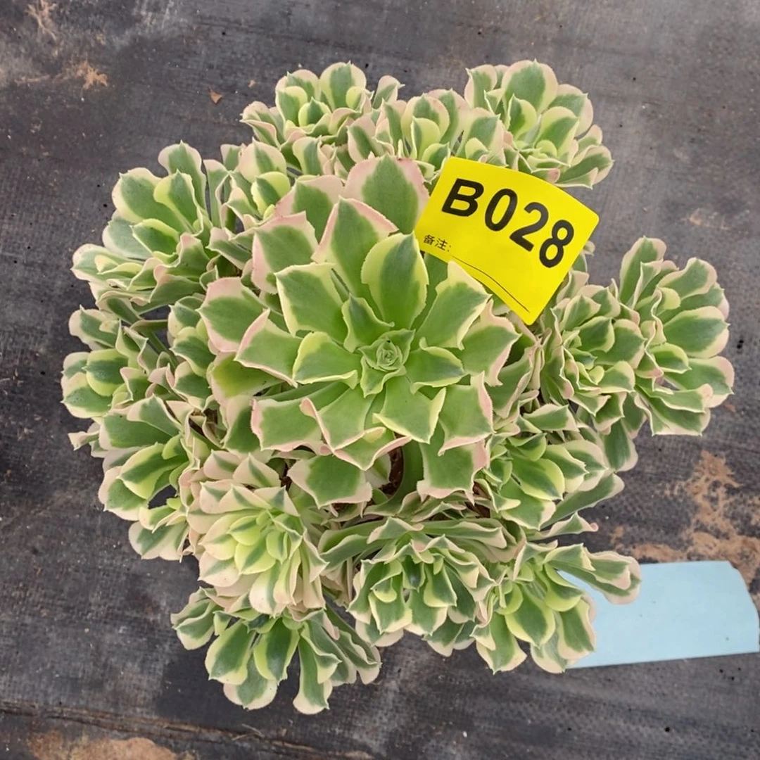 红陶20CM以下028白风5