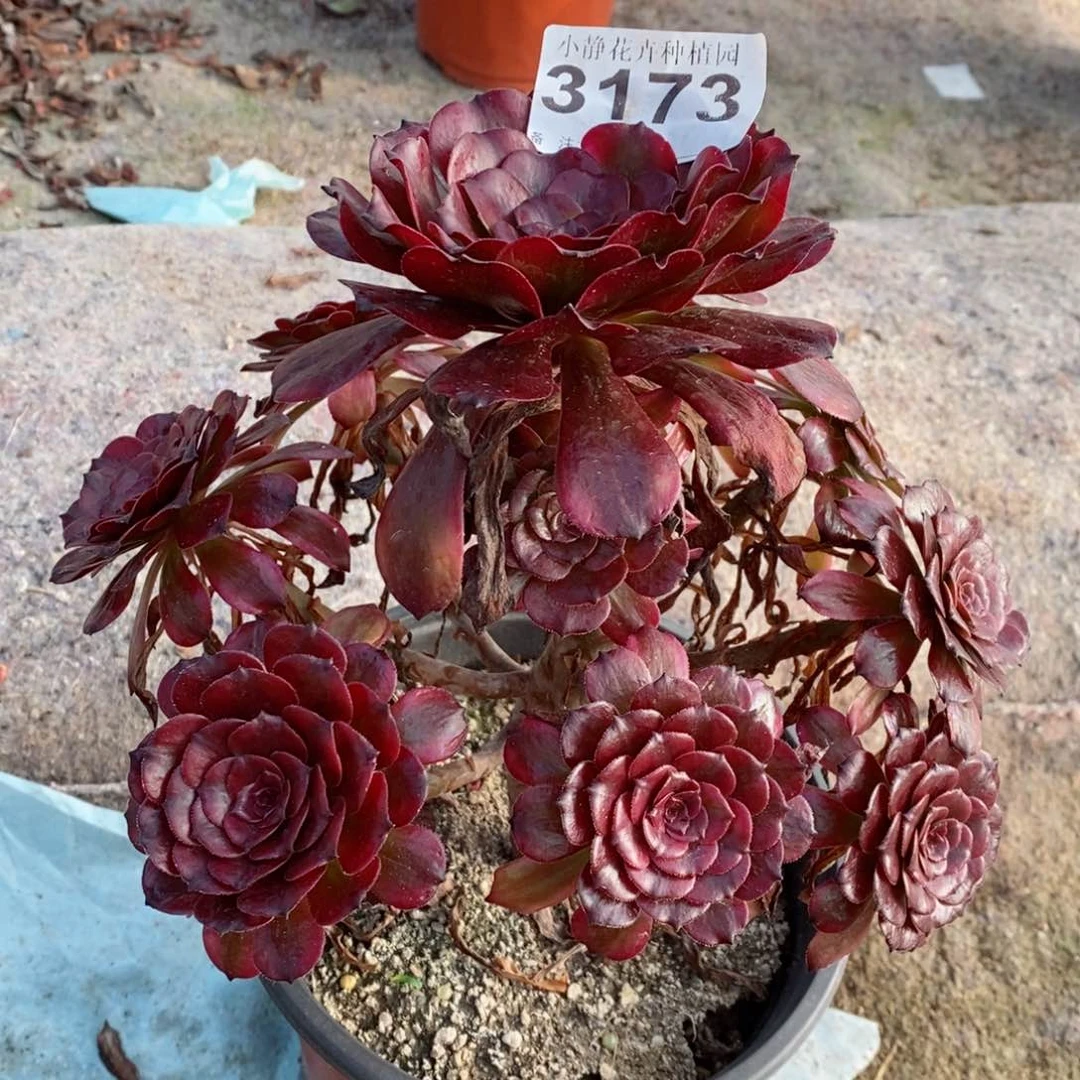 红陶20CM以下3173美姬6