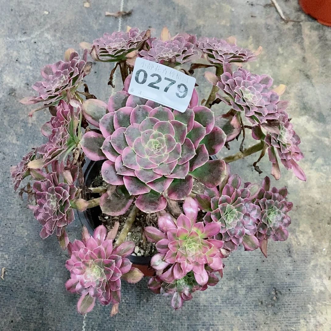 红陶20CM以下0279天河3