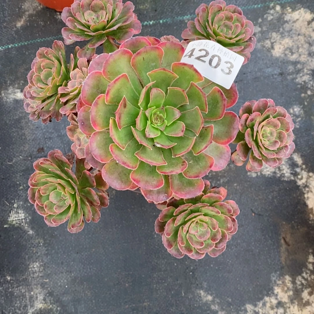 红陶20CM以下4203黑金4