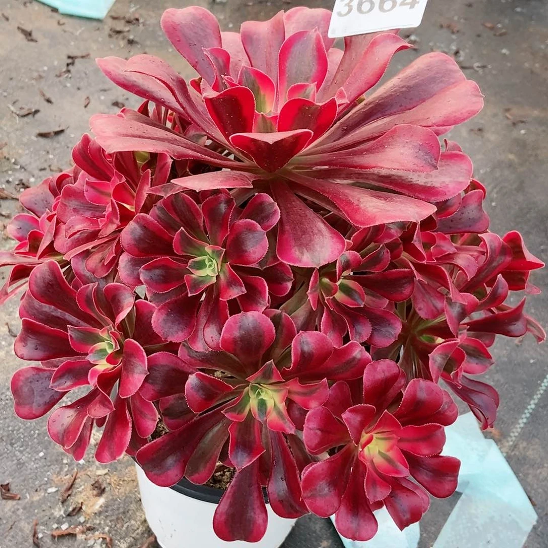 红陶20CM以下3664美杜莎3